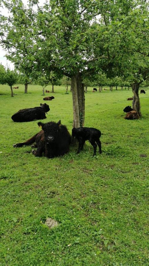 Bodensee Moosburg Biohof Am See Güttingen Esterno foto